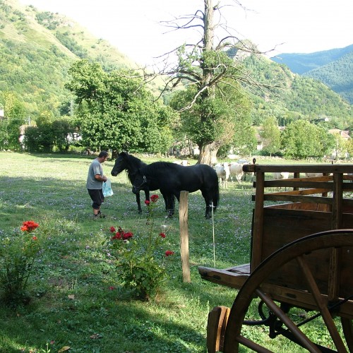 Cheveaux ferme de verdun (Ariège)