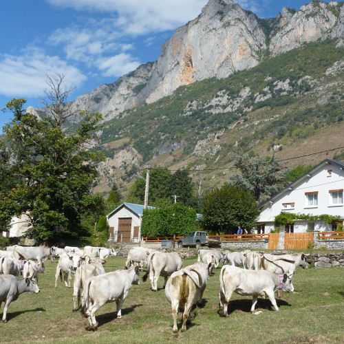 Vaches gasconnes vallée de beille (Ariège)
